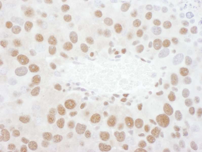 TDP-43 / TARDBP Antibody (aa150-200)
