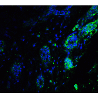 IHC-plus™ ATF6 Antibody