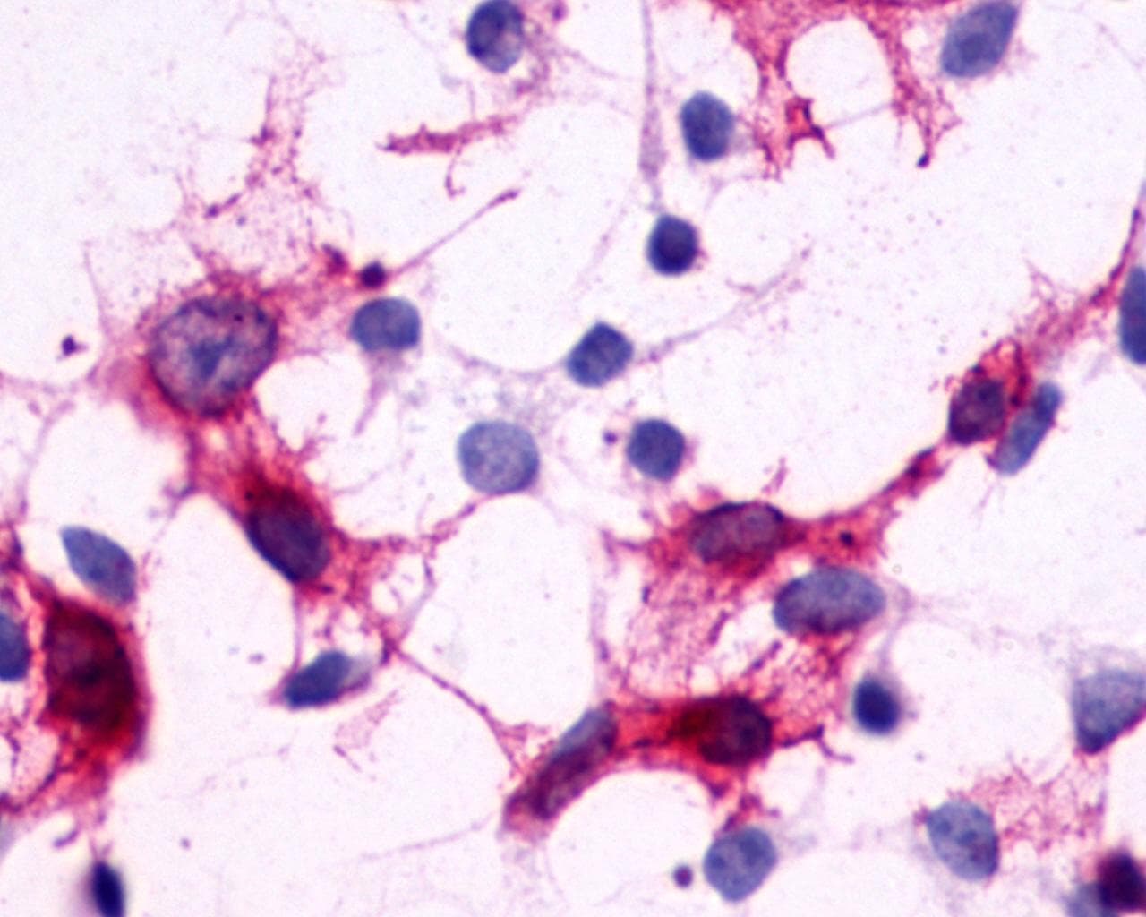 PathPlus™ GPR44 / CRTH2 Antibody (N-Terminus)