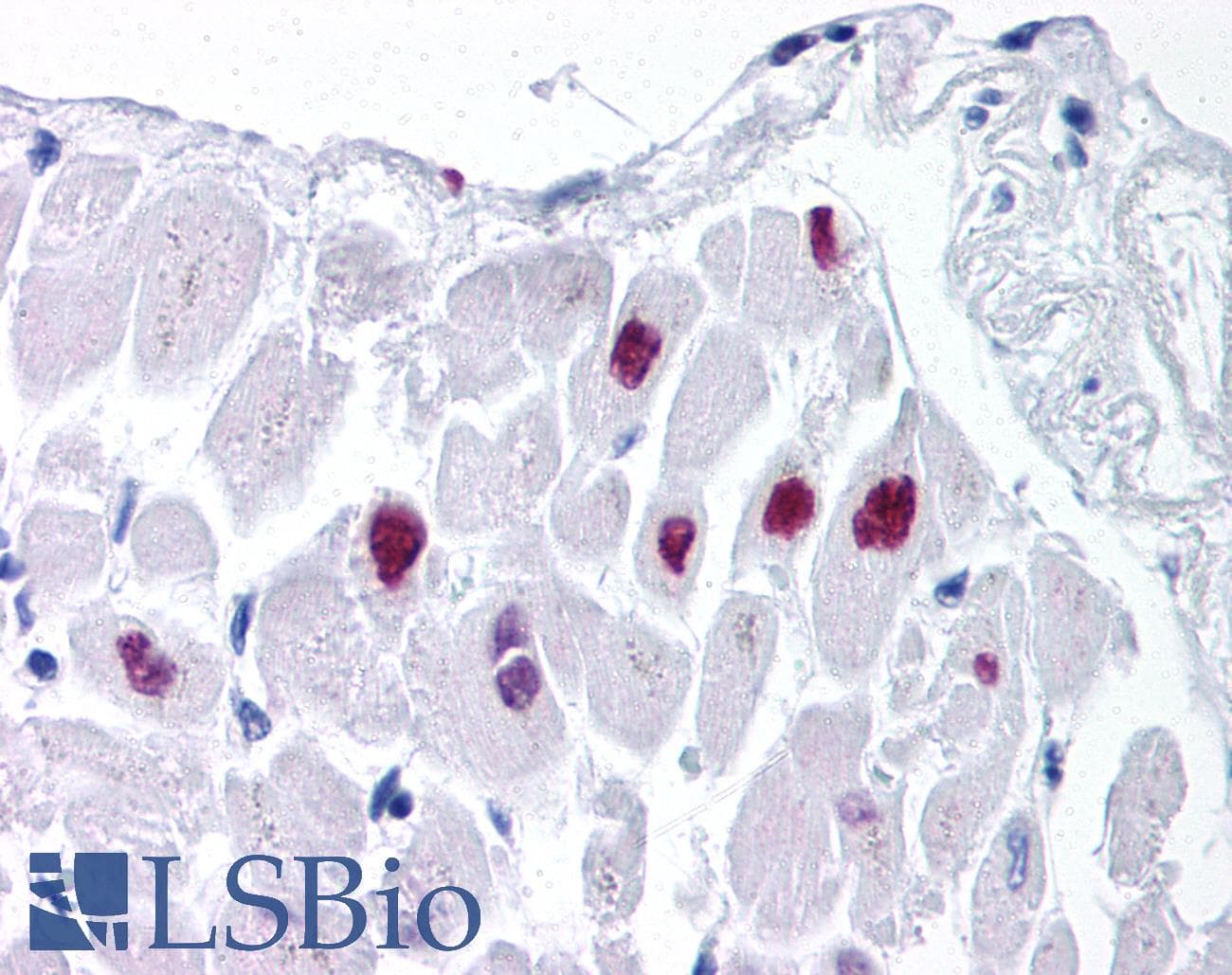 HDAC2 Antibody (aa419-468)