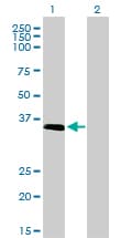 IHC-plus™ Monoclonal Mouse anti-Human ELAVL4 / HuD Antibody (clone 6B9, IHC, WB)