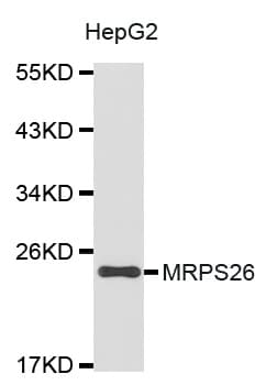 MRPS26 Antibody