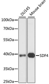 Polyclonal Rabbit anti-Human SDF4 Antibody (WB)