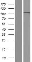 PCDHA7 Protein (Over-Expression Lysate Myc-DDK (Flag))