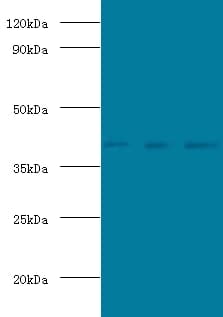 POU5F1 / OCT4 Antibody
