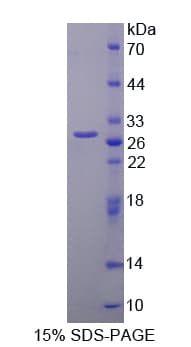 Rat PAG1 Protein (Recombinant His-T7)