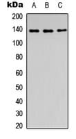 IHC-plus™ SLC4A7 Antibody (aa516-555)
