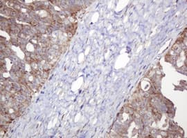 NDUFB10 Antibody (clone OTI4D1)
