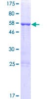 Human ARMC10 Protein (Recombinant GST)