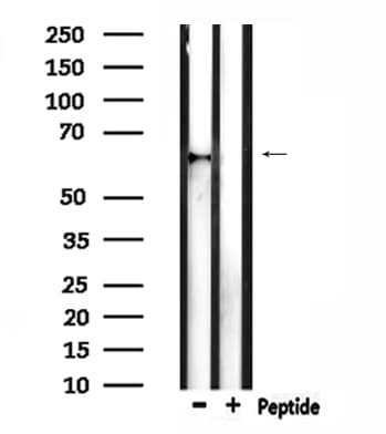 Polyclonal Rabbit anti-Human TCF7L1 / TCF-3 Antibody (IF, WB)