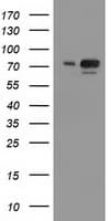IHC-plus™ SAE2 / UBA2 Antibody (clone 4A3)