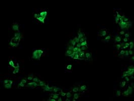 RAB30 Antibody (clone OTI3B1)