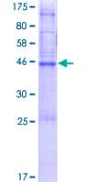 Human PTTG1IP / PBF Protein (Recombinant GST)