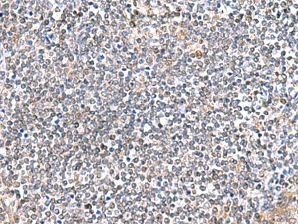 ITGA3 / CD49c Antibody