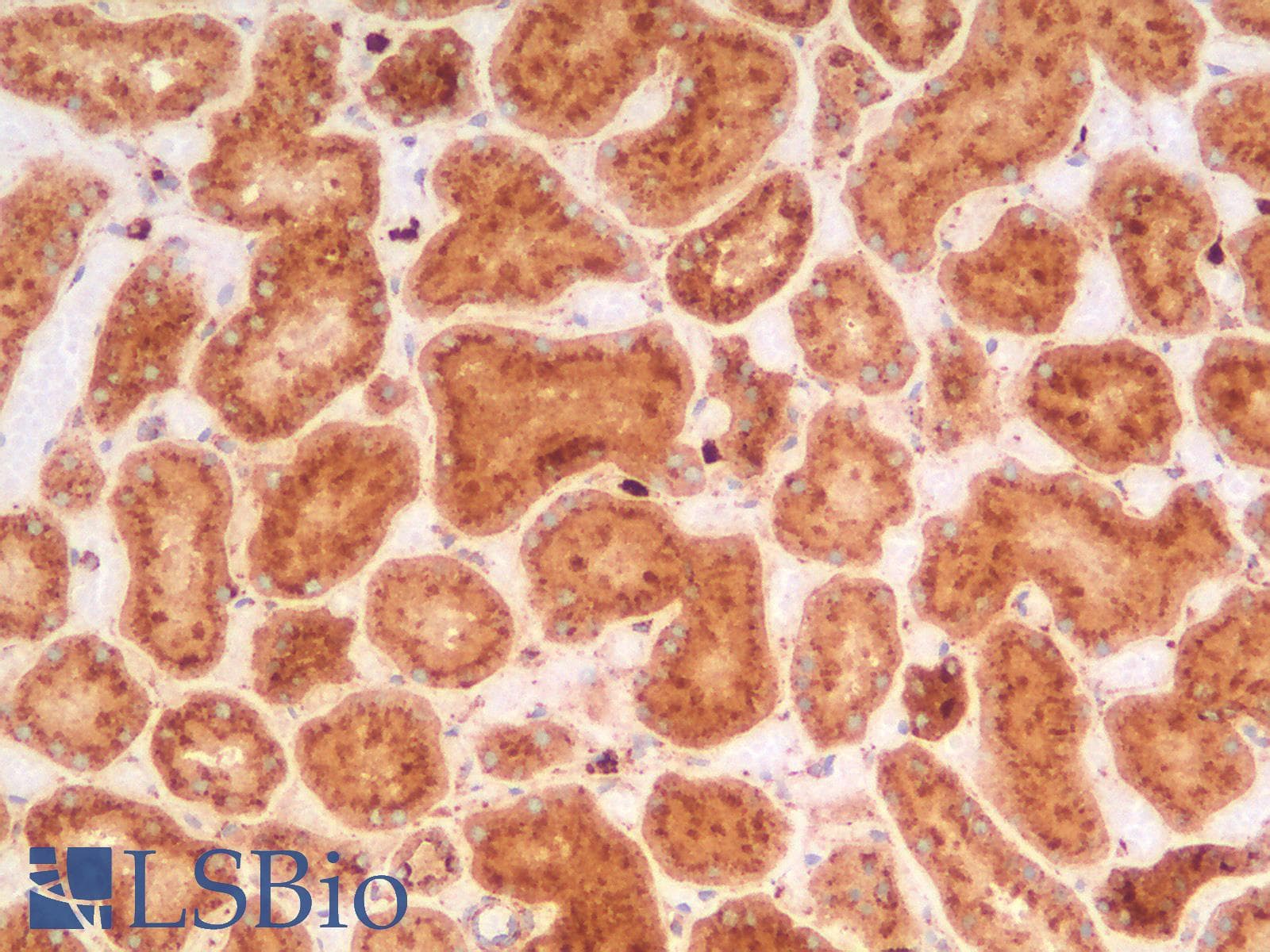 PathPlus™ CD63 Antibody (clone LAMP3/2990R)