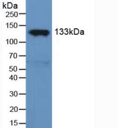 NOS3 / eNOS Antibody (aa519-702)