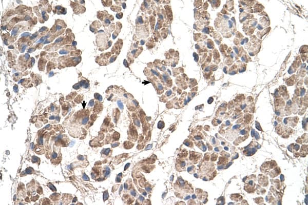 MOSPD3 Antibody (C-Terminus, FITC)