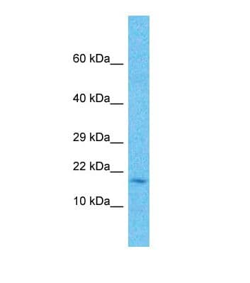 FAM107A / TU3A Antibody (N-Terminus)