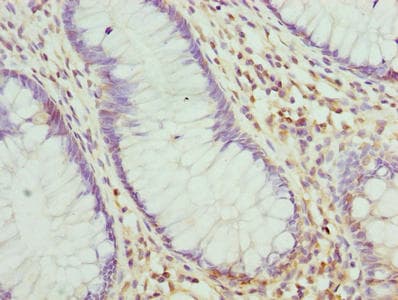 RNF10 Antibody