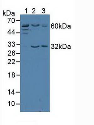 TERF2 / TRF2 Antibody (aa144-438)