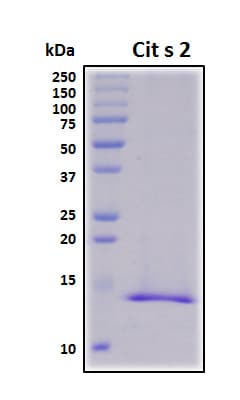 Citrus sinensis Cit s 2 Protein (Recombinant His, N-Terminal)
