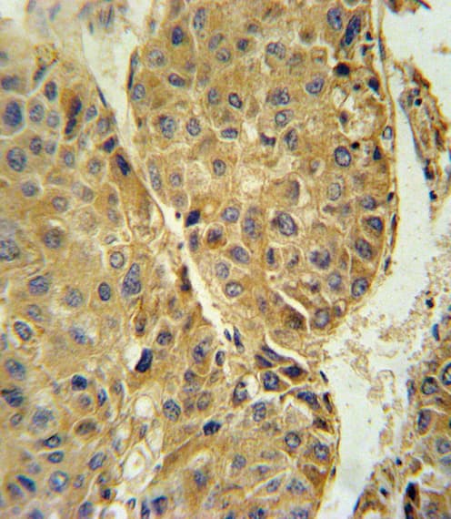 TUBB3 / Tubulin Beta 3 Antibody (aa36-63)