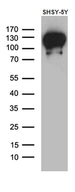 DBN1 / Drebrin Antibody (aa2-240, clone OTI4B3)