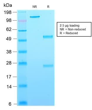 CD63 Antibody (clone rMX-49.129.5, Azide-free, Carrier-free)
