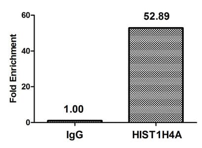 Polyclonal Rabbit anti-Human HIST1H4I Antibody (IHC, IF)
