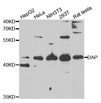 Polyclonal Rabbit anti-Human DAP Antibody (IHC, IF, WB)