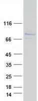 Human HOOK3 Protein (Recombinant Myc-DDK (Flag))