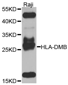 HLA-DMB Antibody