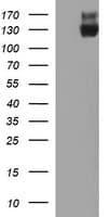 CD45 / LCA Antibody (clone OTI3C8)
