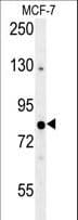 OXR1 Antibody (aa596-625)