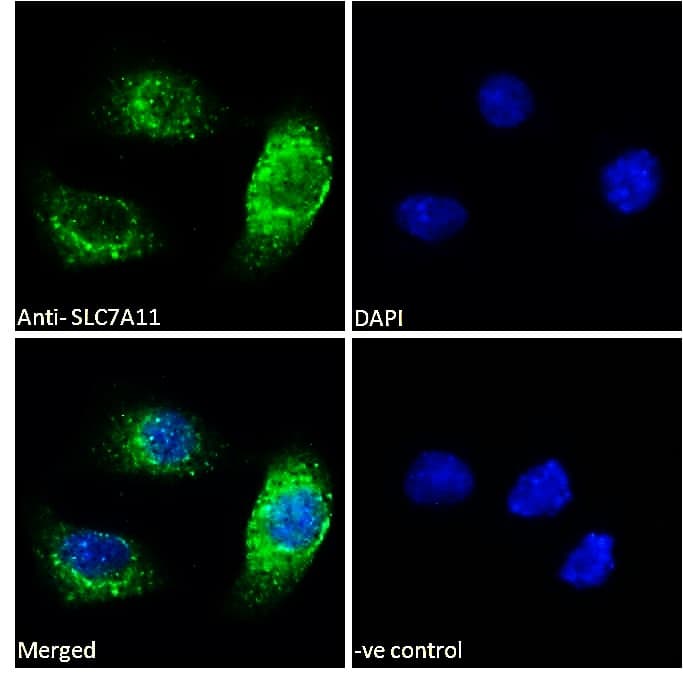 PathPlus™ SLC7A11 / XCT Antibody (aa215-229)
