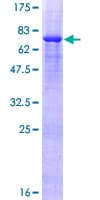 Human VPS36 Protein (Recombinant GST)