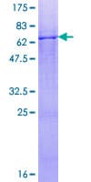 Human COQ3 Protein (Recombinant GST)