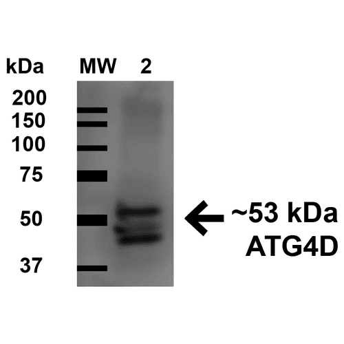 ATG4D Antibody (Biotin)