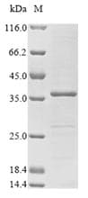 Aspergillus fumigatus mitF Protein (Recombinant 6His-SUMO, N-terminus + Myc, C-terminus)