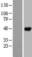Human APOA4 Protein (Over-Expression Lysate Myc-DDK (Flag))