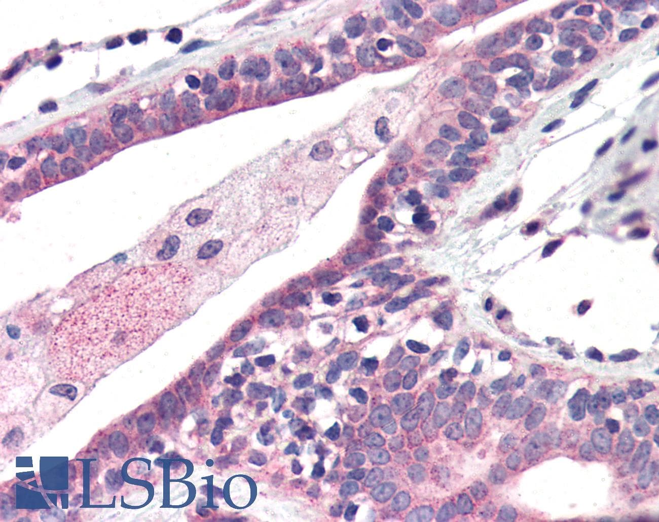 LPO / Lactoperoxidase Antibody (Internal, Biotin)