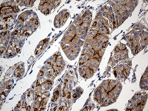 GNA14 Antibody (aa31-348, clone OTI4A4)