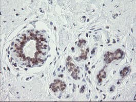 GORAB / SCYL1BP1 Antibody (aa35-394, clone OTI4F11, Carrier-free)
