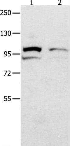 MVP / VAULT1 Antibody