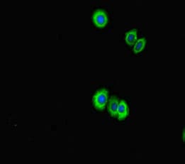 Polyclonal Rabbit anti-Human PPIL5 Antibody (IHC, IF)