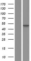 SETD4 Protein (Over-Expression Lysate Myc-DDK (Flag))