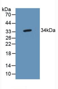 TP53TG5 Antibody (aa190-262, Biotin)