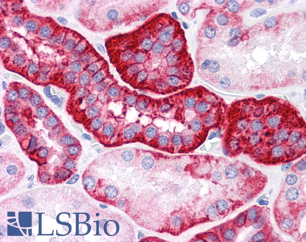 IHC-plus™ Monoclonal Mouse anti-Human EPCAM Antibody (clone VU-1D9, IHC, WB)