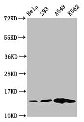HIST1H2BN Antibody
