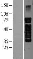 PAK7/PAK5 Protein (Over-Expression Lysate Myc-DDK (Flag))